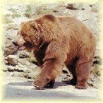 Medvěd hnědý